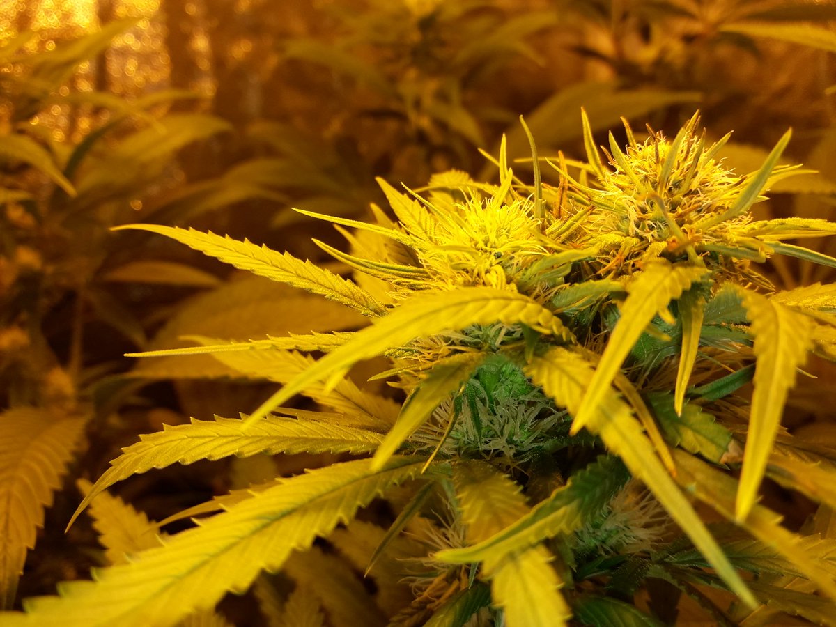 AdrycManellson's tweet photo. Weed Noche Verde Mundo,
Unas Fantasías sobre #Flores de #Spitfire de @GreenbudSeeds #HPS600WTS @LUMiiLighting #LightHouseMAX @HydroGardenLtd y #CocoAllMix @ProXL_Spain .
#LosMejoresHumos de una #BuenaHierba, Alegría, Olas, Paz y Semis.
Boong A Vuestra Salud:-))) https://t.co/YXyFBBBV2S