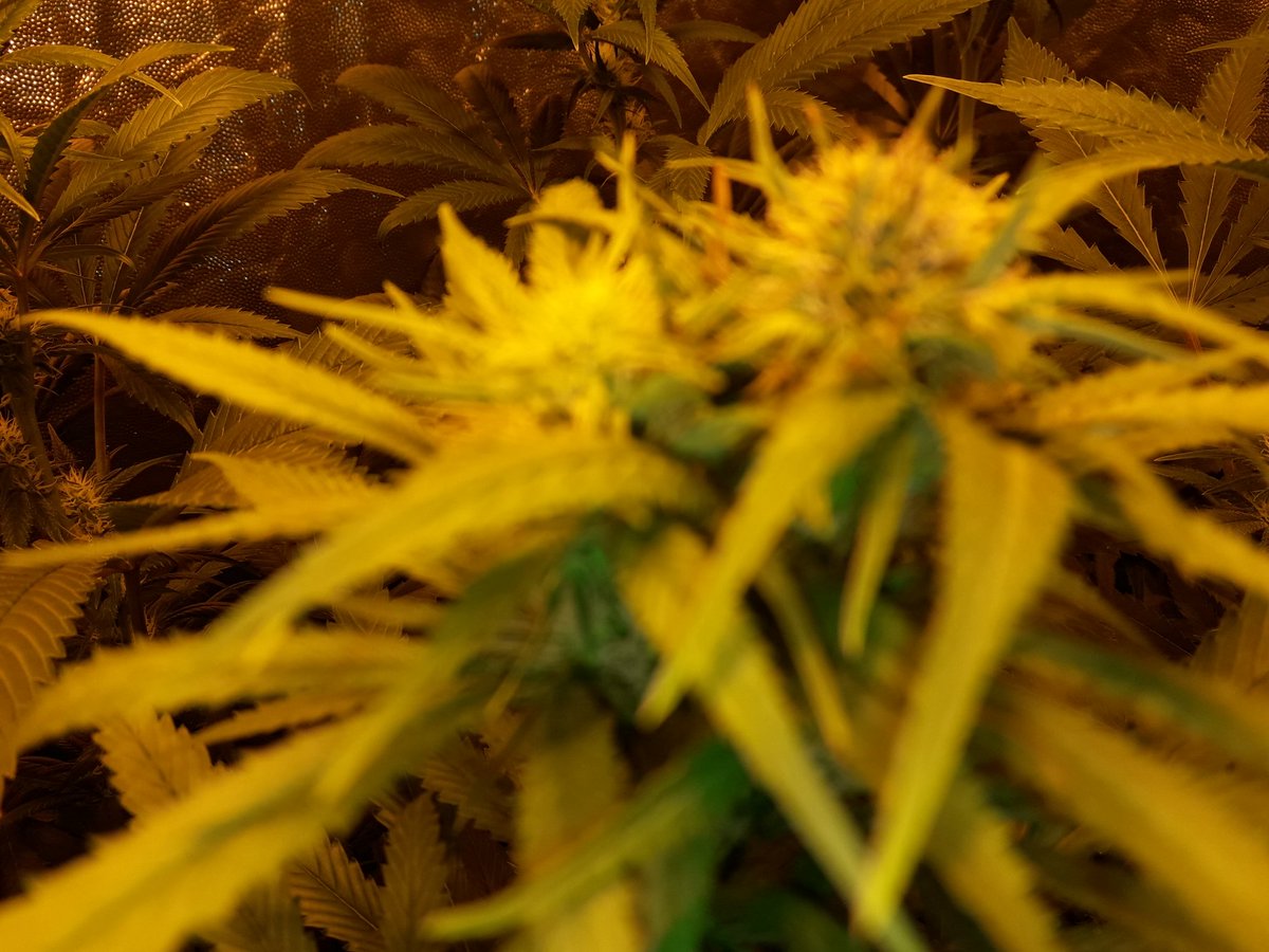 AdrycManellson's tweet photo. Weed Noche Verde Mundo,
Unas Fantasías sobre #Flores de #Spitfire de @GreenbudSeeds #HPS600WTS @LUMiiLighting #LightHouseMAX @HydroGardenLtd y #CocoAllMix @ProXL_Spain .
#LosMejoresHumos de una #BuenaHierba, Alegría, Olas, Paz y Semis.
Boong A Vuestra Salud:-))) https://t.co/YXyFBBBV2S