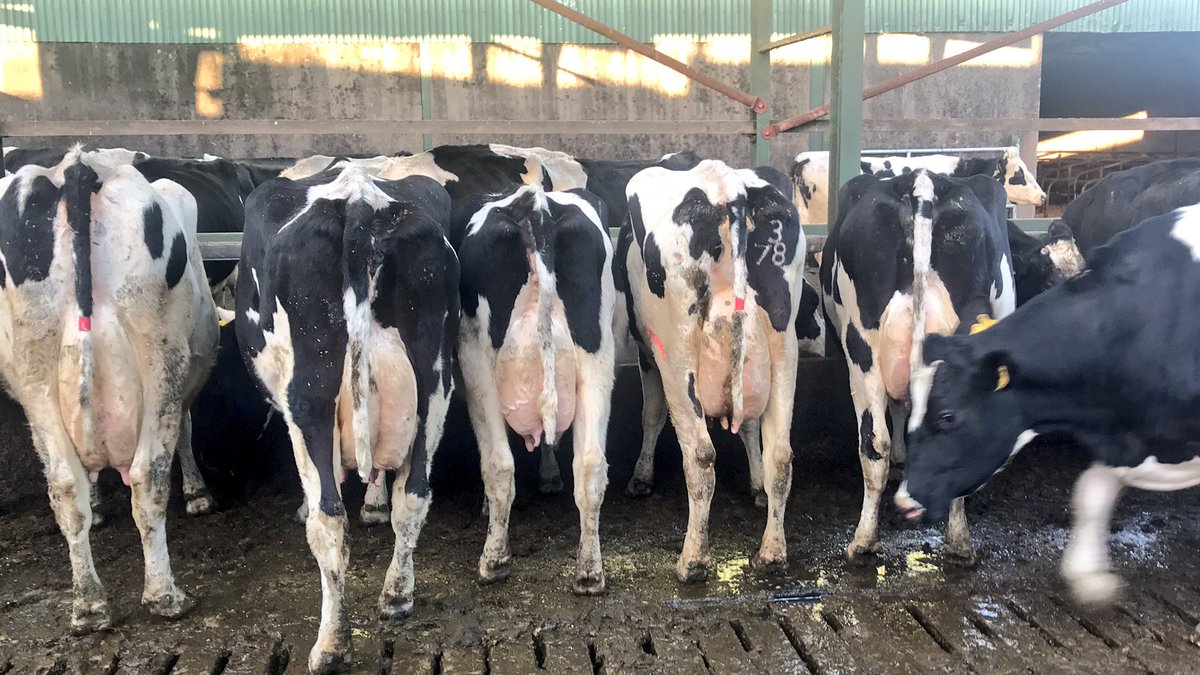 Kingshay Dairy Costings make for interesting reading. cows.ie/kingshay-dairy…