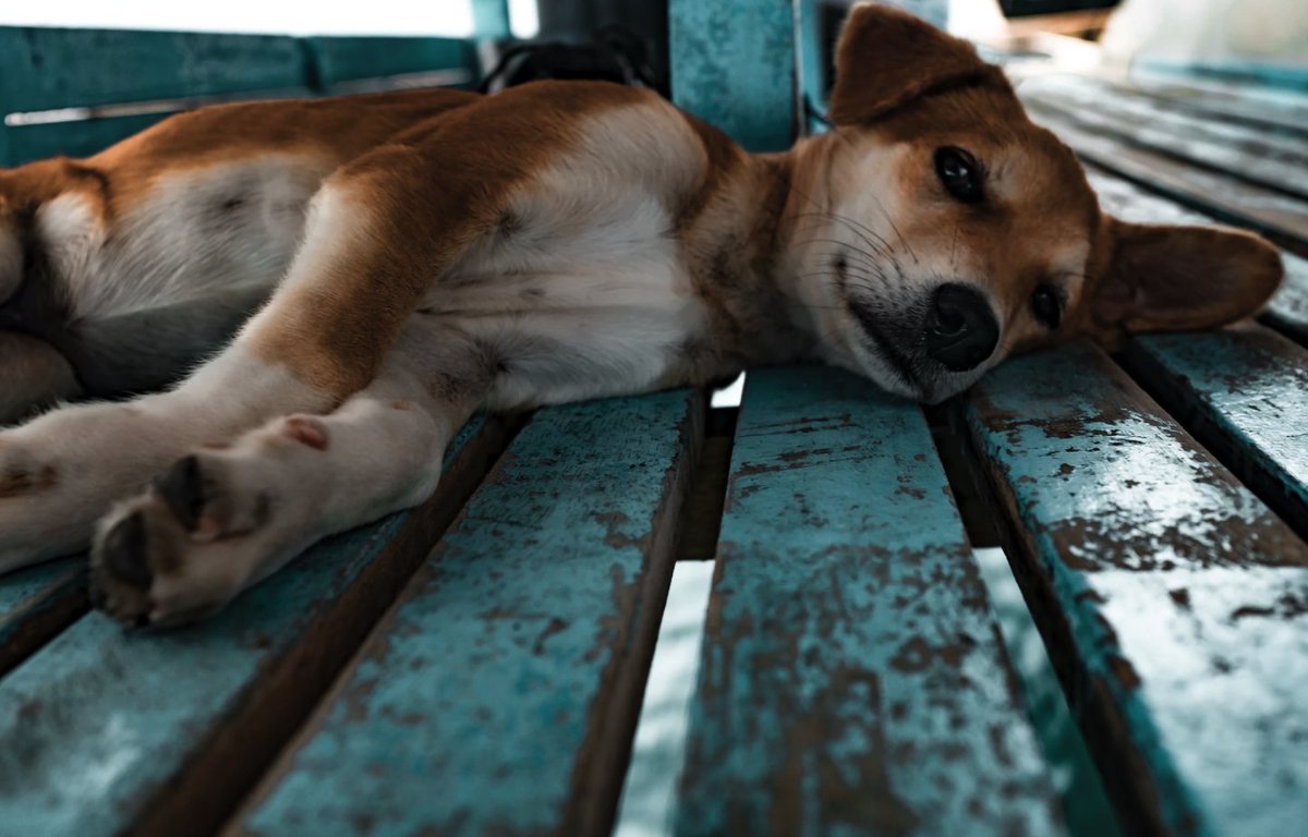 PETA_Latino's tweet photo. La única manera de ayudar a combatir la crisis de animales sin hogar es #adoptando y esterilizando a nuestros animales. #SpayAndNeuter https://t.co/BHaf6FTQg2