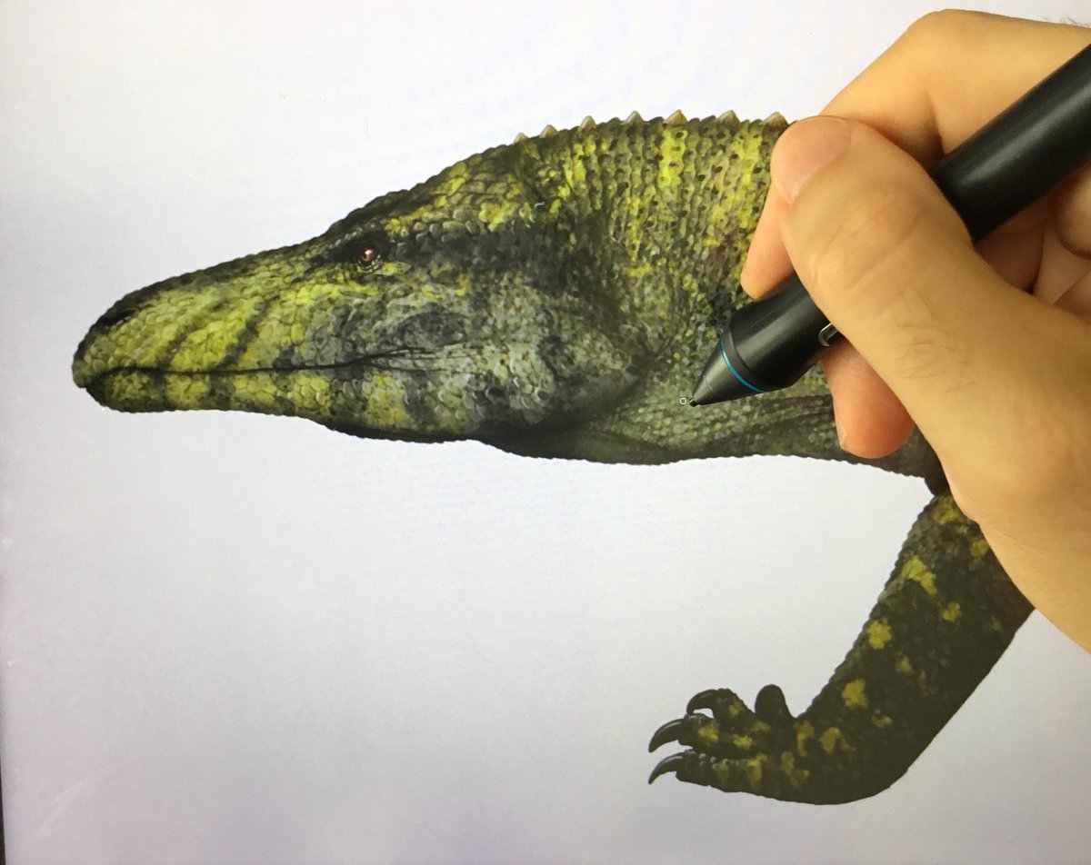 SerpenIllus's tweet photo. Teyujagua paradoxa, another one of those weird early archosauromorphs. In this case from the Sanga do Cabral Formation in Brazil π§π· (Early Triassic - Induan). It probably had semiaquatic habits. WIP for my book βJourney to the Cenozoic, Vol. Iβ #paleoart #archosauromorph https://t.co/TIabXsp7yM