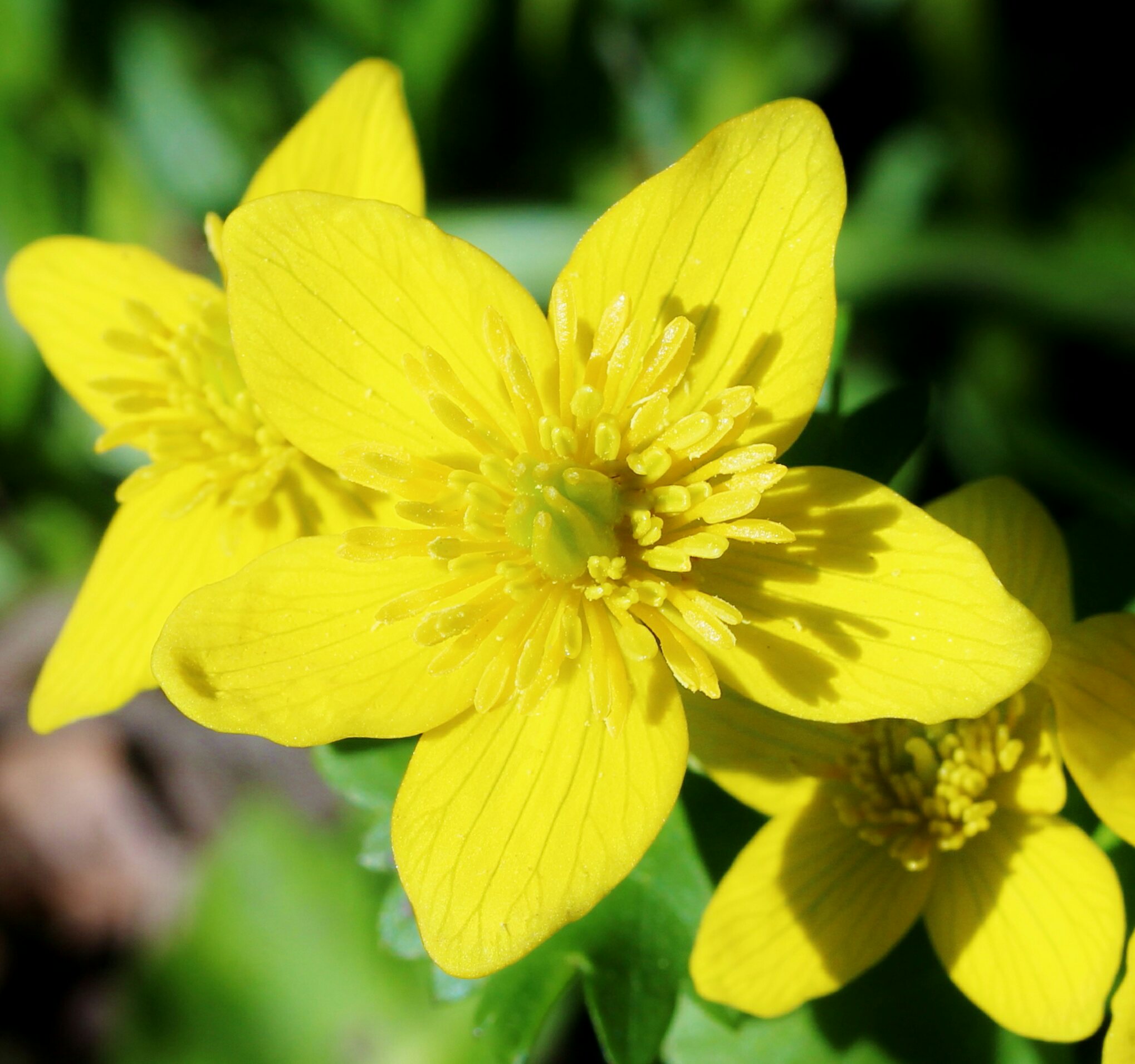 تويتر 花 على تويتر 1月30日の花 リュウキンカ 立金花 花言葉 必ず来る幸福 キンポウゲ科 リュウキンカ属 由来 茎が立ち金色の花を付ける 属名 ラテン語で 強い匂いのある黄色い花 の意味 フョードル ドストエフスキー ロシアの小説家 人は