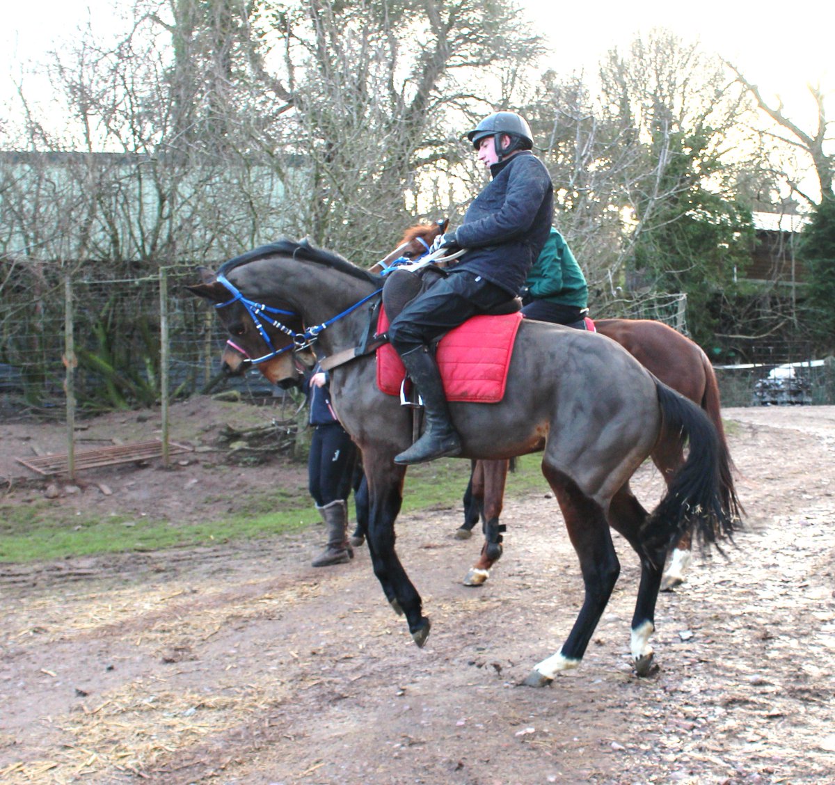 severnracing's tweet photo. "CAESAR" showing his spirit, #excitement #racehorseownership #jointhefun join the fun contact us for details 5% shares available all inclusive , monthly payment #lastfewremaining https://t.co/TECMpN1av9