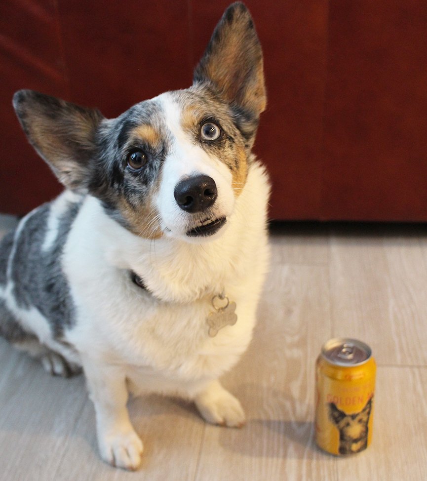 squattersbeers's tweet image. You can only chase your tail if you have one. 

#CorgiProblems #ChasingTail #Bowie #SquattersBeers