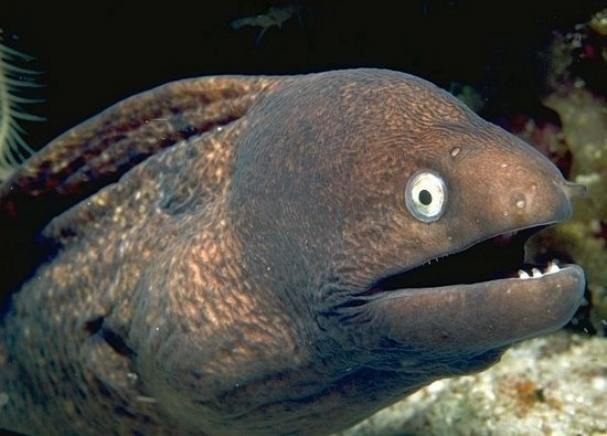 tomcreighton's tweet photo. It's easy to misspell words you've never seen before and that's fine – but I just saw 'social morays' rather than 'social morés' and I can't stop thinking about chatty eels https://t.co/W9h4xQ6Xsr