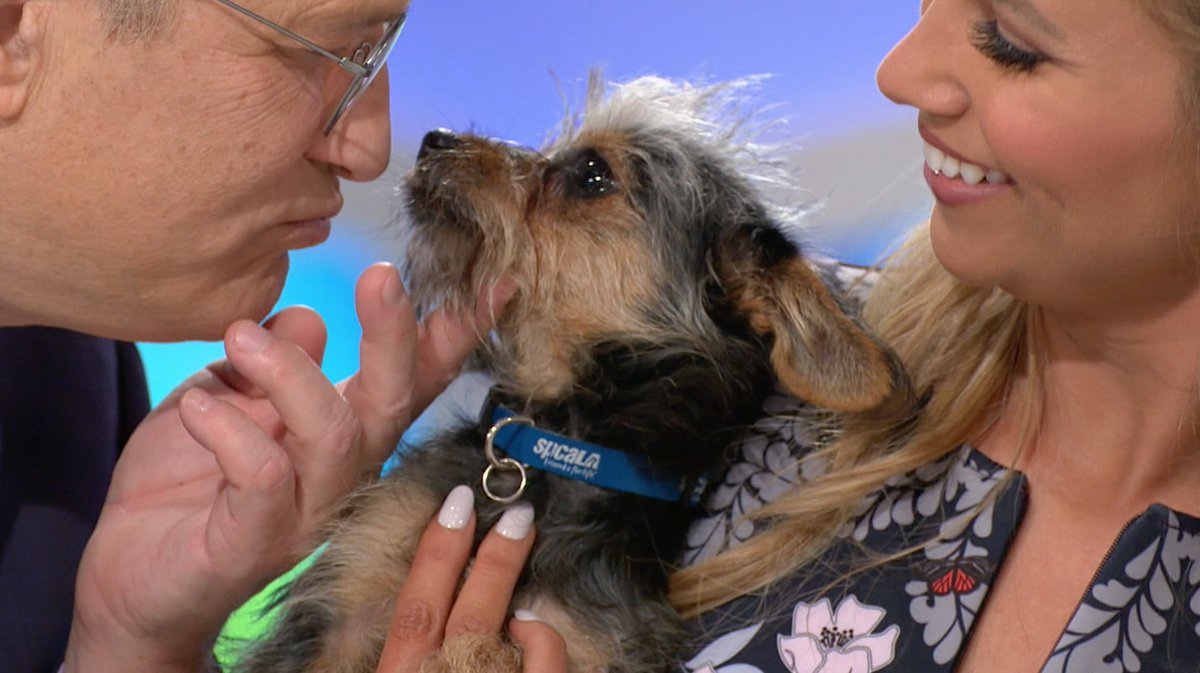 PriceIsRight's tweet photo. Sluggo is a Yorkshire Terrier mix ... he's recently been adopted but so many other pets are in need of a home. Contact your local shelter to learn more about pet adotion! #PetAdoptionWeek #PriceIsRight https://t.co/AW8miaunKb