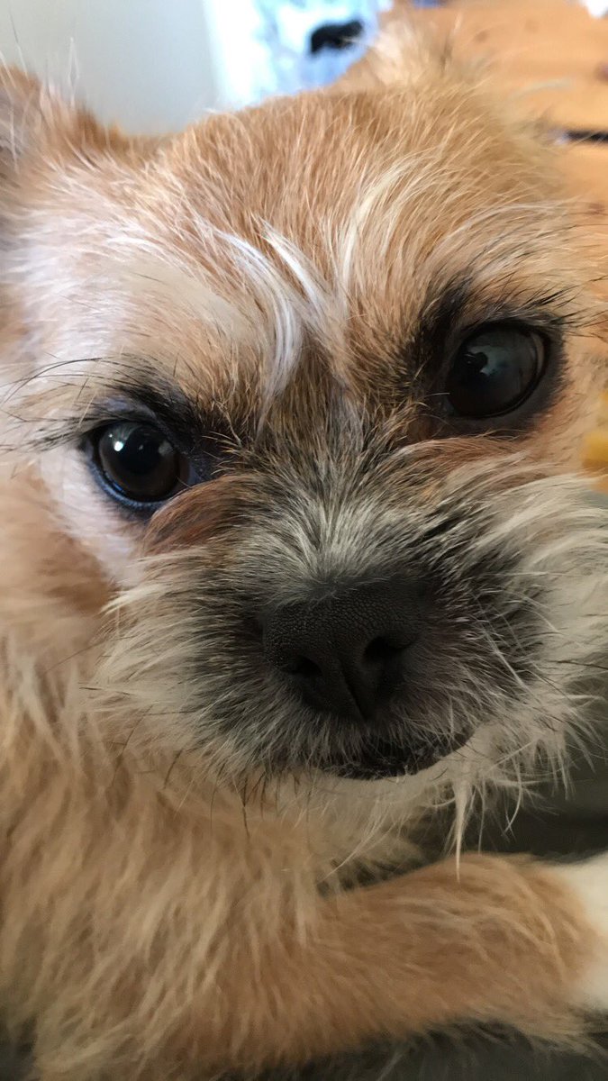 dcjferguson's tweet photo. Twitter is the only social media I haven’t spammed with my pup. Better late than never, right?! 

How CUTE is this lil gal?? https://t.co/qy7vb9Bvca