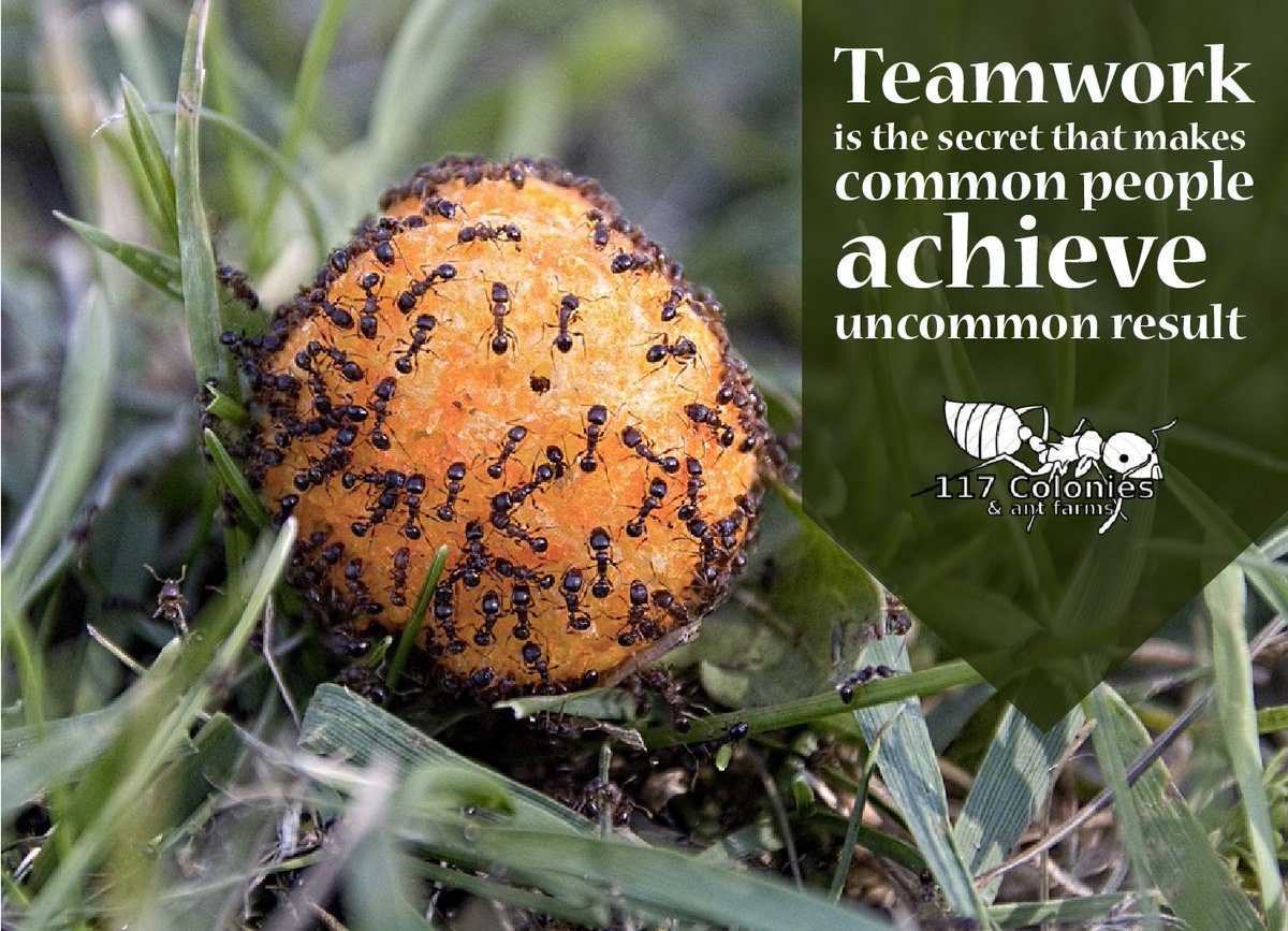 Colonies117's tweet image. #Ants #AntFarms #AntFarmsforsale