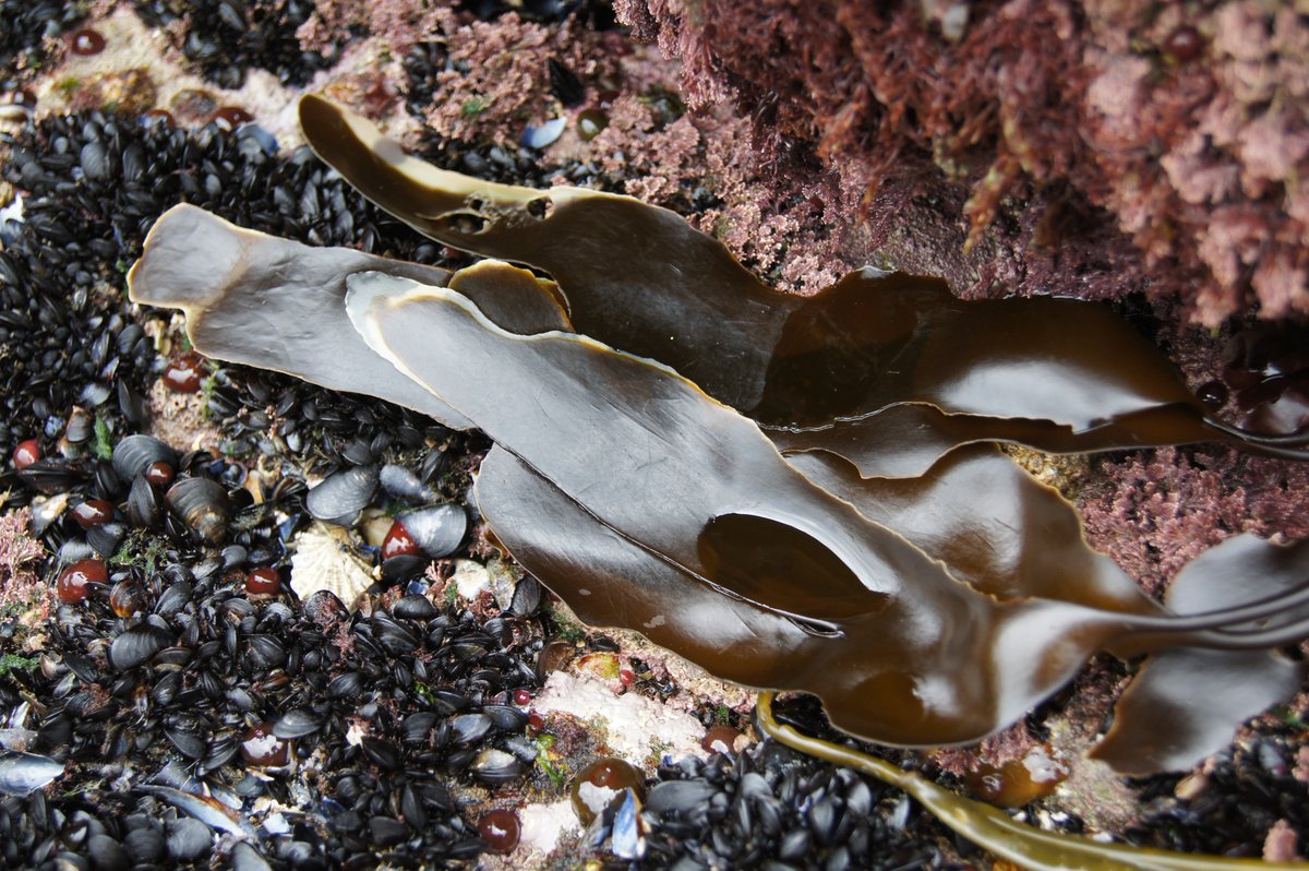 Algaran_Seaweed's tweet photo. Nature is the source of all we need to live a long, healthy life! https://t.co/SeTZsi8xKl