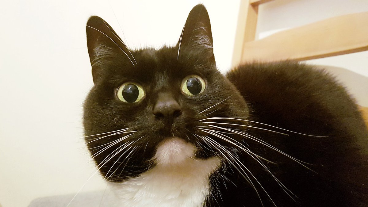 CuriousZelda's tweet photo. They switch the light
They spoil my nap
They ruin my night
I soil their lap https://t.co/NNg26oxbki