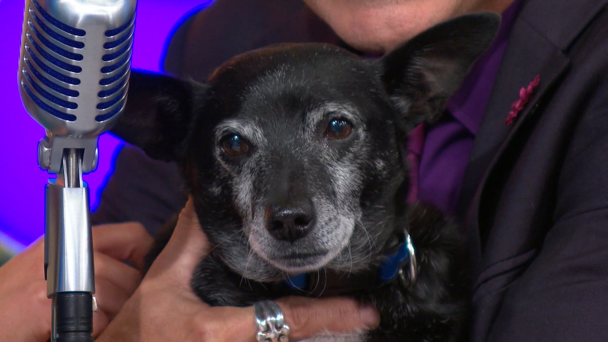 PriceIsRight's tweet photo. Edgar is an 8yr old Chihuahua mix and was adopted this weekend!! If you're looking to adopt a pet, contact your local shelter for more information. #PriceIsRight #PetAdoptionWeek https://t.co/m8PqWl3wYc