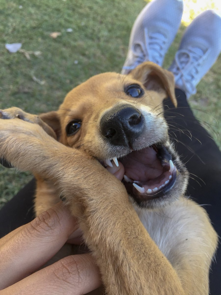 ___l_c's tweet photo. Perrita de dos meses en adopción! 💖Por favor rt y cualquier consulta me escriben por acá. Le tengo que encontrar casa si o si! https://t.co/bMGPsKdmFu