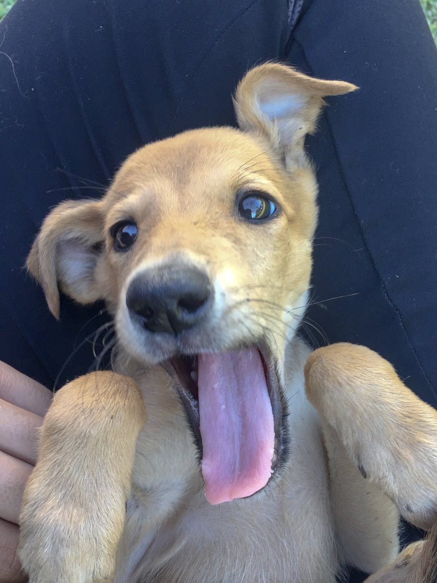 ___l_c's tweet photo. Perrita de dos meses en adopción! 💖Por favor rt y cualquier consulta me escriben por acá. Le tengo que encontrar casa si o si! https://t.co/bMGPsKdmFu