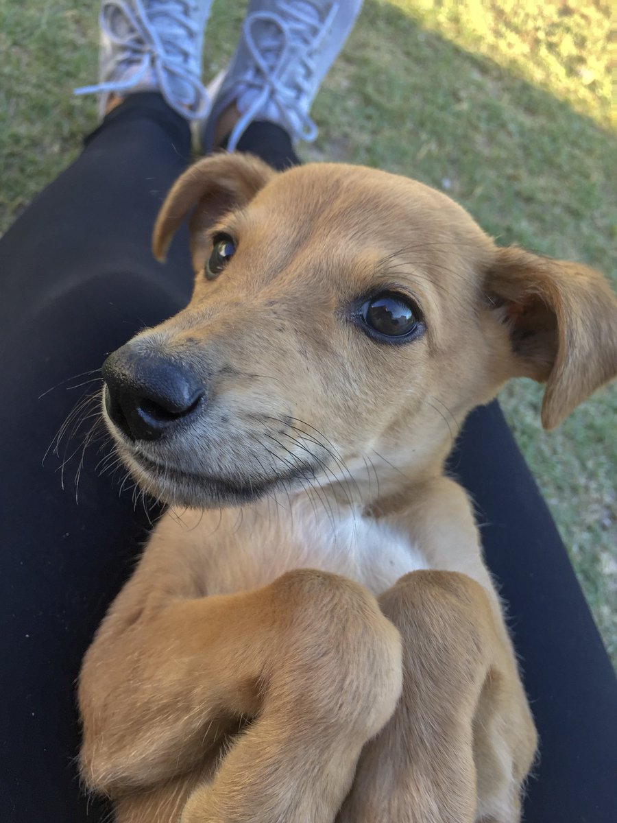 ___l_c's tweet photo. Perrita de dos meses en adopción! 💖Por favor rt y cualquier consulta me escriben por acá. Le tengo que encontrar casa si o si! https://t.co/bMGPsKdmFu