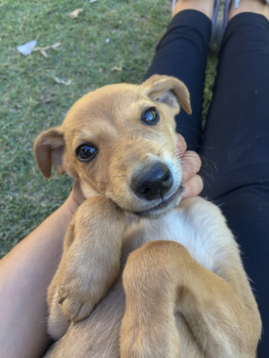 ___l_c's tweet photo. Perrita de dos meses en adopción! 💖Por favor rt y cualquier consulta me escriben por acá. Le tengo que encontrar casa si o si! https://t.co/bMGPsKdmFu