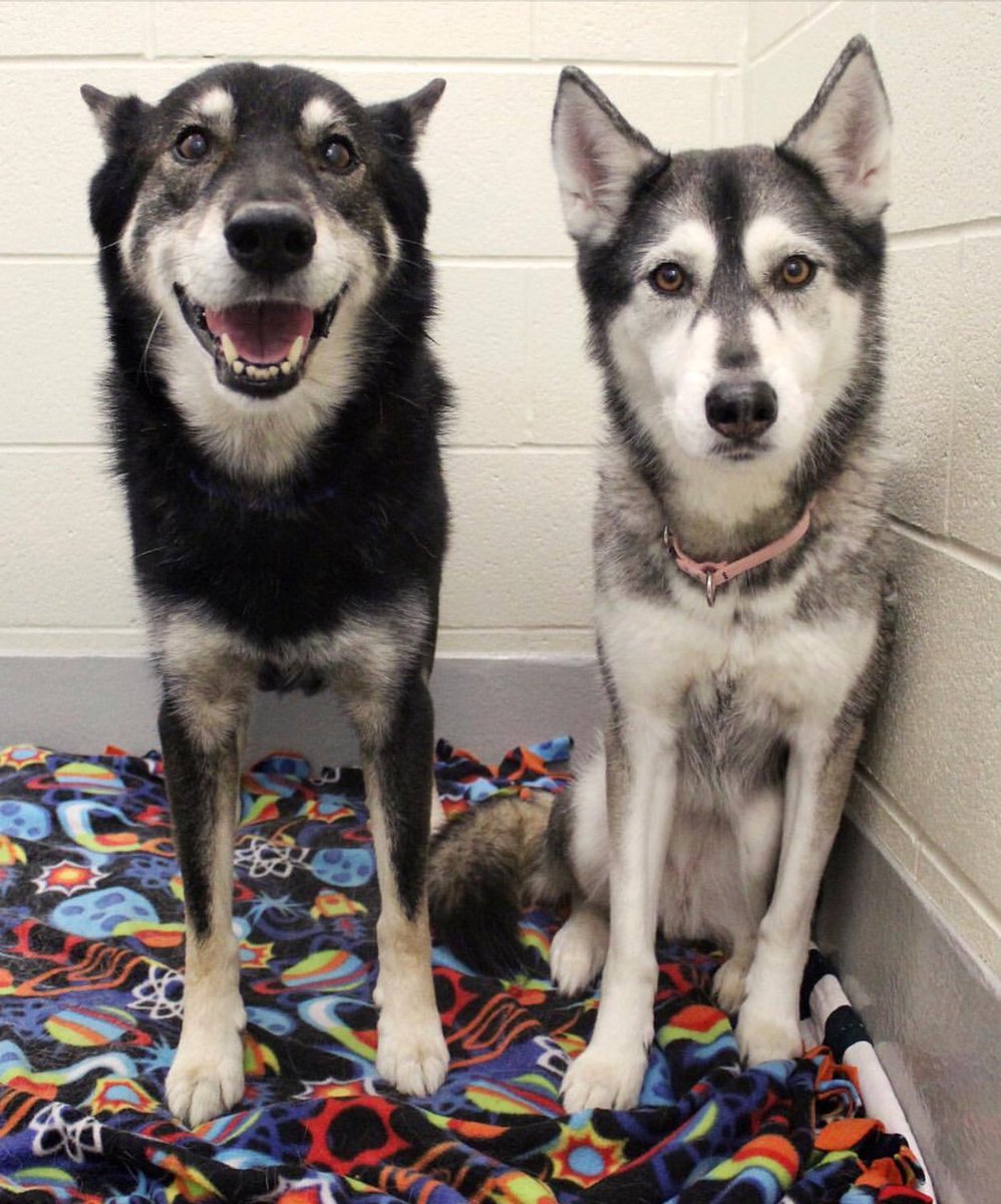 We think these 2 are father and daughter. Hoping they could be adopted together.  Tyson left is a senior Siberian Husky mix 13yrs old &amp; Echo right is his 6yr old “pup”. both gentle and loving. Regardless, we know they are indeed family and family needs to stay together.  🐶🐶