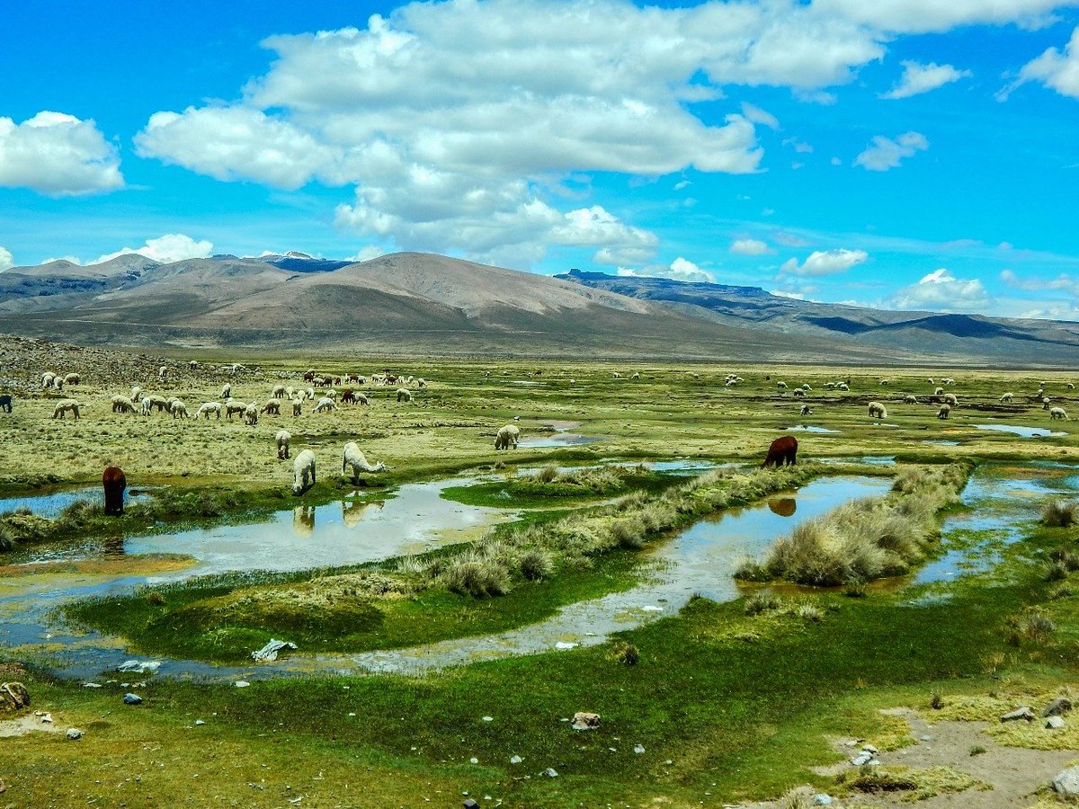 colcandina's tweet photo. #beautifull #nationalpark #camelids #Chivay #Arequipa 
https://t.co/MPHHo0Lpqx and https://t.co/ktDfqyXNIj https://t.co/DobxvpSmhM