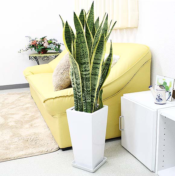 ブルーミングスケープ 観葉植物の通販 育て方q A サンスベリアの葉がねじれてきた サンスベリアを買いました 秋から 冬にかけて晴れの日が少ないのが原因なのかわかりませんがサンスベリアの葉がねじれてきました みずやりには結構気をつけています