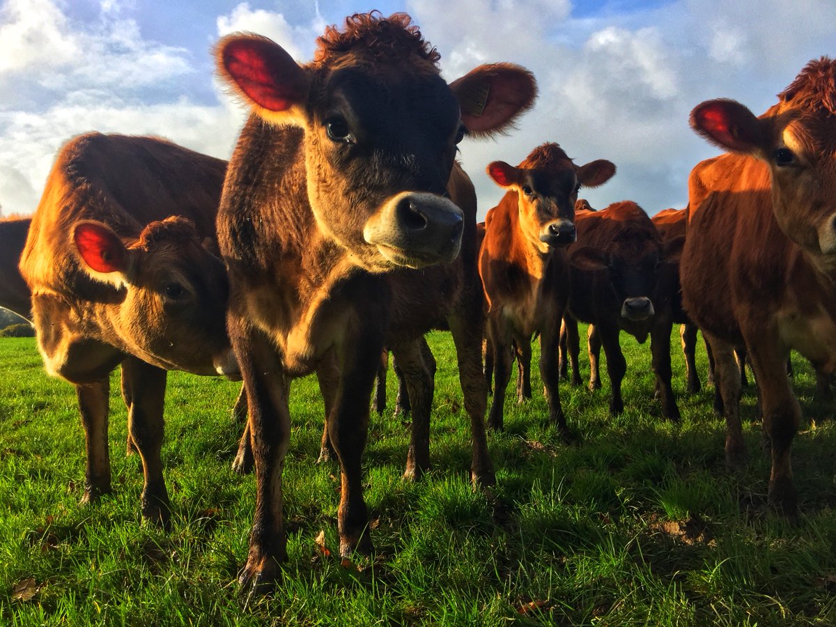 theBCVA's tweet photo. Let's fill Twitter with positive #Februdairy tweets! 28 days, 28 positive #dairy posts celebrating everything from cows to cheese, bulls to burgers, showing the world why dairy #farming is great! https://t.co/wbQj29OJCu