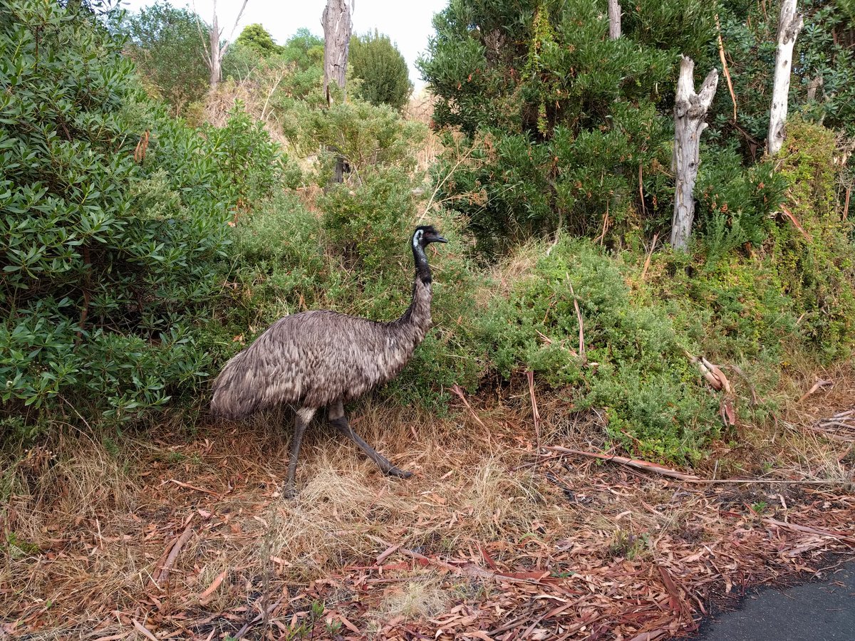 Patrick Spicer tweet media