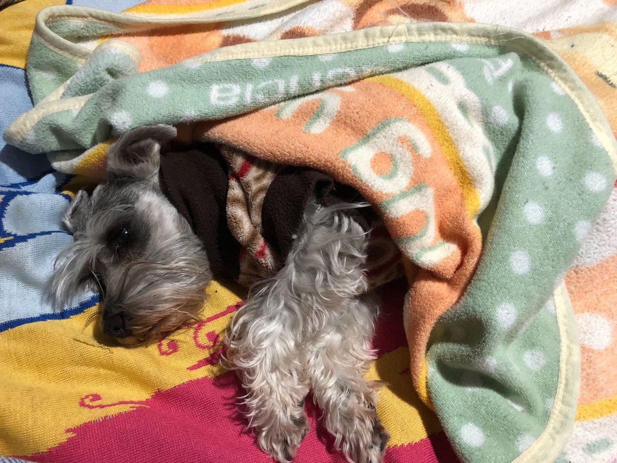 Se esperan temperaturas en las partes altas #CDMX  -4 a -1°C en el resto de la ciudad de 0 a 3°C. Si tienes mascota proporcionale un refugio para resguardarse del #frío ❄