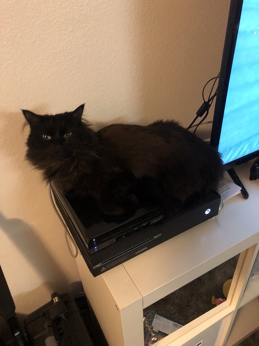 8lake0ber's tweet photo. She has claimed the games because they are warm. https://t.co/f8zOPjrpQY