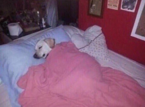 seraphfem's tweet photo. goodnight gays https://t.co/d7hrPhVVhj