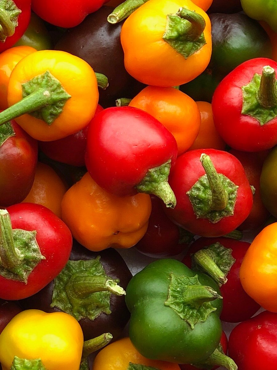 Sweet and Sensational #Micro Bell Pepper colouring up with their charismatic chic. Ready  for your creative flair #chefs as in season at #AMJ