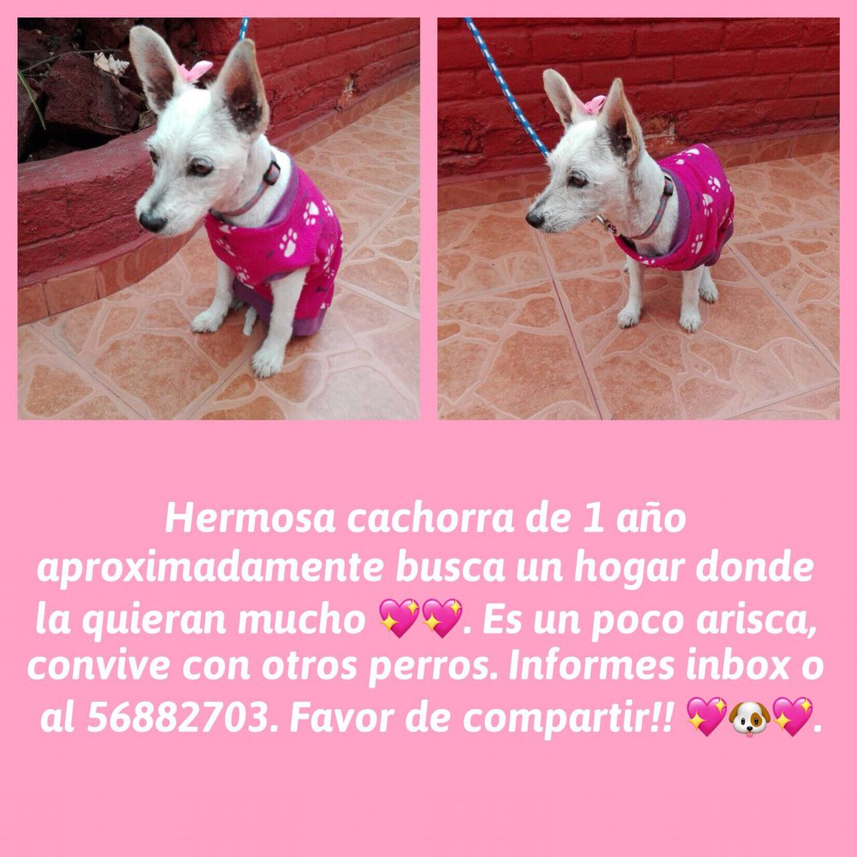 Esta pequeña busca casa, llego a la calle de mi mamá , es muy joven y se merece una oportunidad! Compromiso de esterilización! <a href="/rabanini/">Rubén Abraham</a> <a href="/DominiquePeralt/">Dominique Peralta</a> <a href="/RosarioValerian/">Rosario</a> <a href="/NoraMCh/">Nora Marin Chiquet</a> <a href="/Rommel_Pacheco/">Rommel Pacheco</a> <a href="/mocastaneda/">MONICA CASTANEDA</a> <a href="/AdriFloZu/">Adri Flores</a> <a href="/AdoptaAmaRockea/">Adopta Ama Rockea</a> <a href="/hildegardtan/">Hildegard Contreras</a>