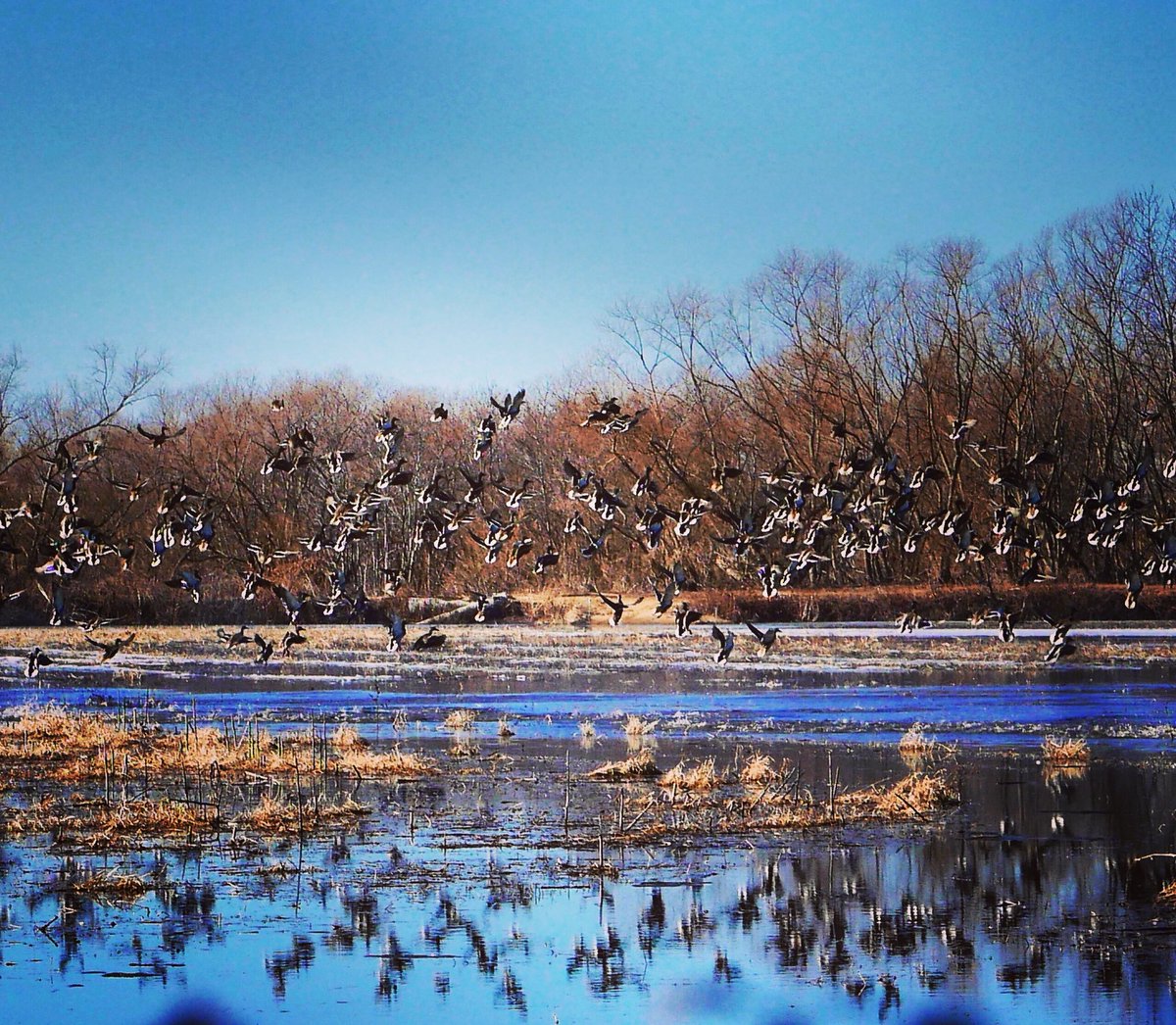 Is it October yet? <a href="/Benelli_USA/">Benelli USA</a> <a href="/DucksUnlimited/">Ducks Unlimited</a> <a href="/winchester/">Winchester Ammunition</a> <a href="/drakewaterfowl/">Drake Waterfowl</a>