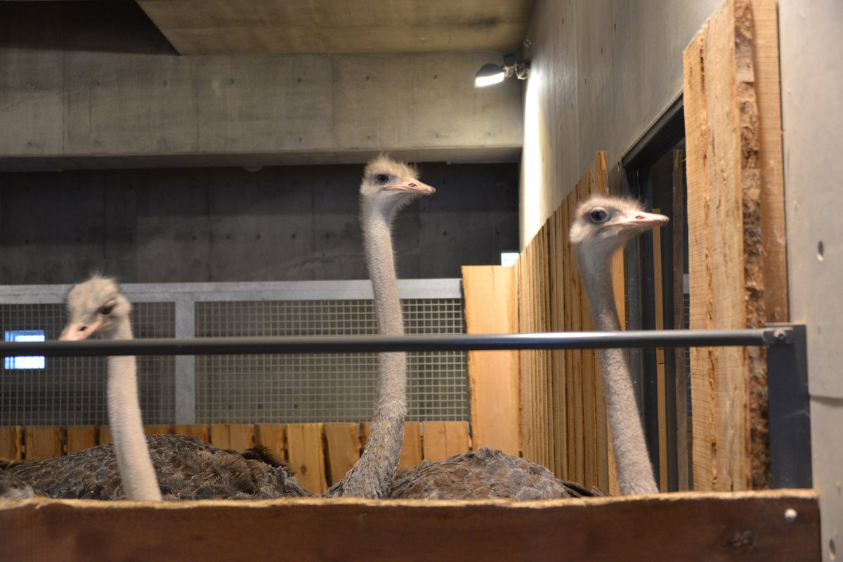 時々「この卵は本物？」と聞かれるのですが、本物のダチョウの卵です