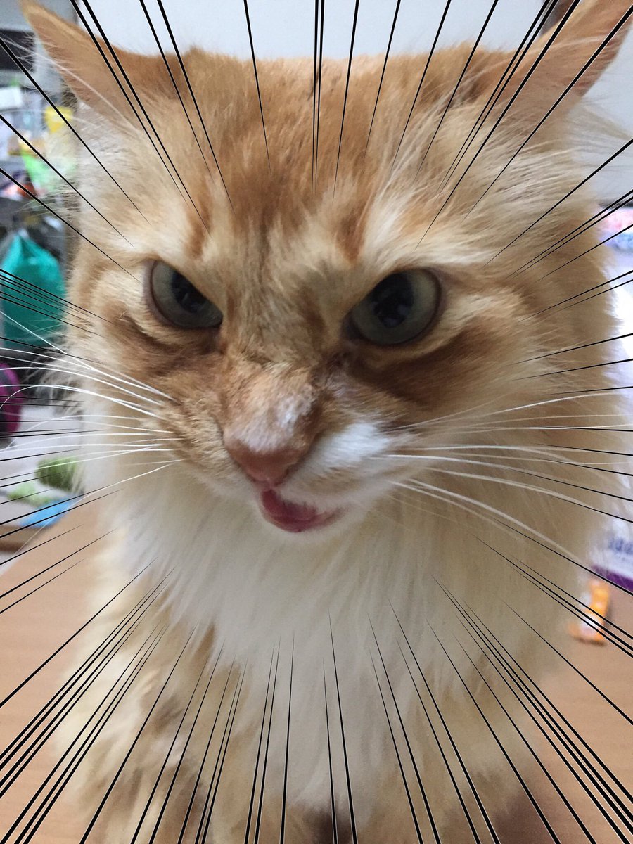 トップ100 猫 おこる 花の画像 トップ100 猫 おこる 花の画像