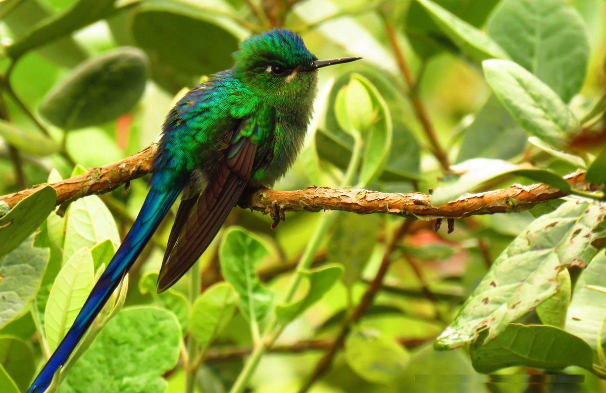 #InsomniaEn40 colibri silfo (Aglaiocercus kingii)  colibri que vive en los bosques d niebla cercanos a Bogota. #BogotaNatural #BirdsBogota