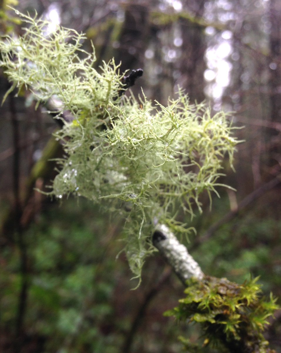 hinganai's tweet image. Fungi and algae hold long conversations, deep relations-- they're living a kind of epic narrative we call #lichen.