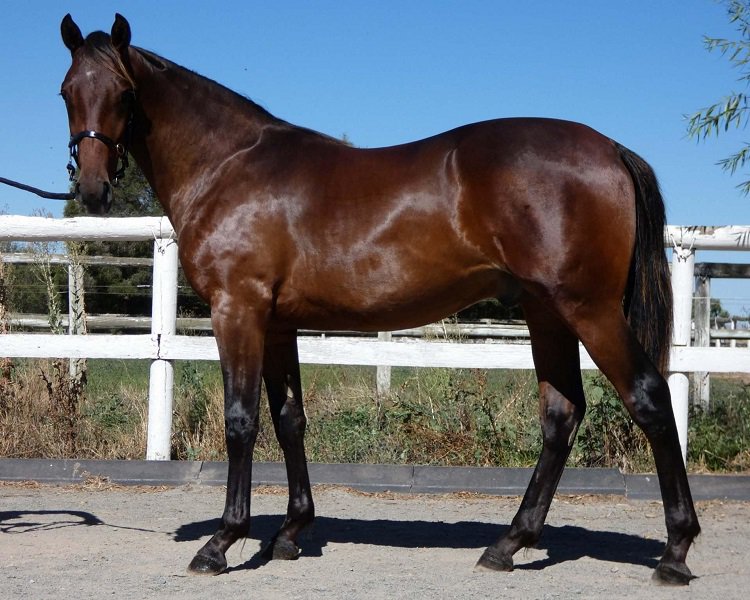 standardbredtrader.com.au tweet media