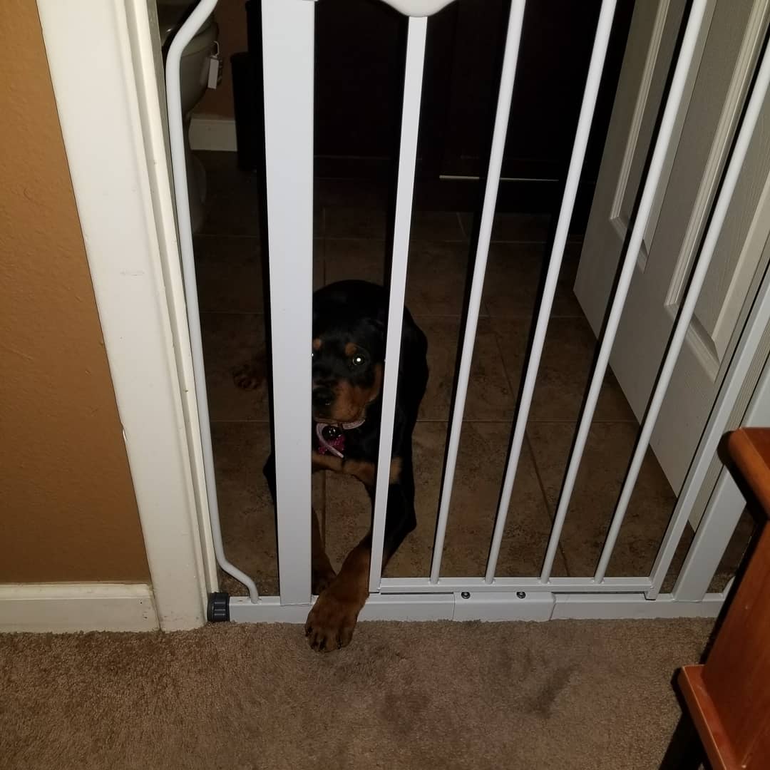 cher_harle's tweet photo. Serving time π #rotties #rottweiler #rottweilers #rottymommy #rotty https://t.co/k7ZJlLD1ZB