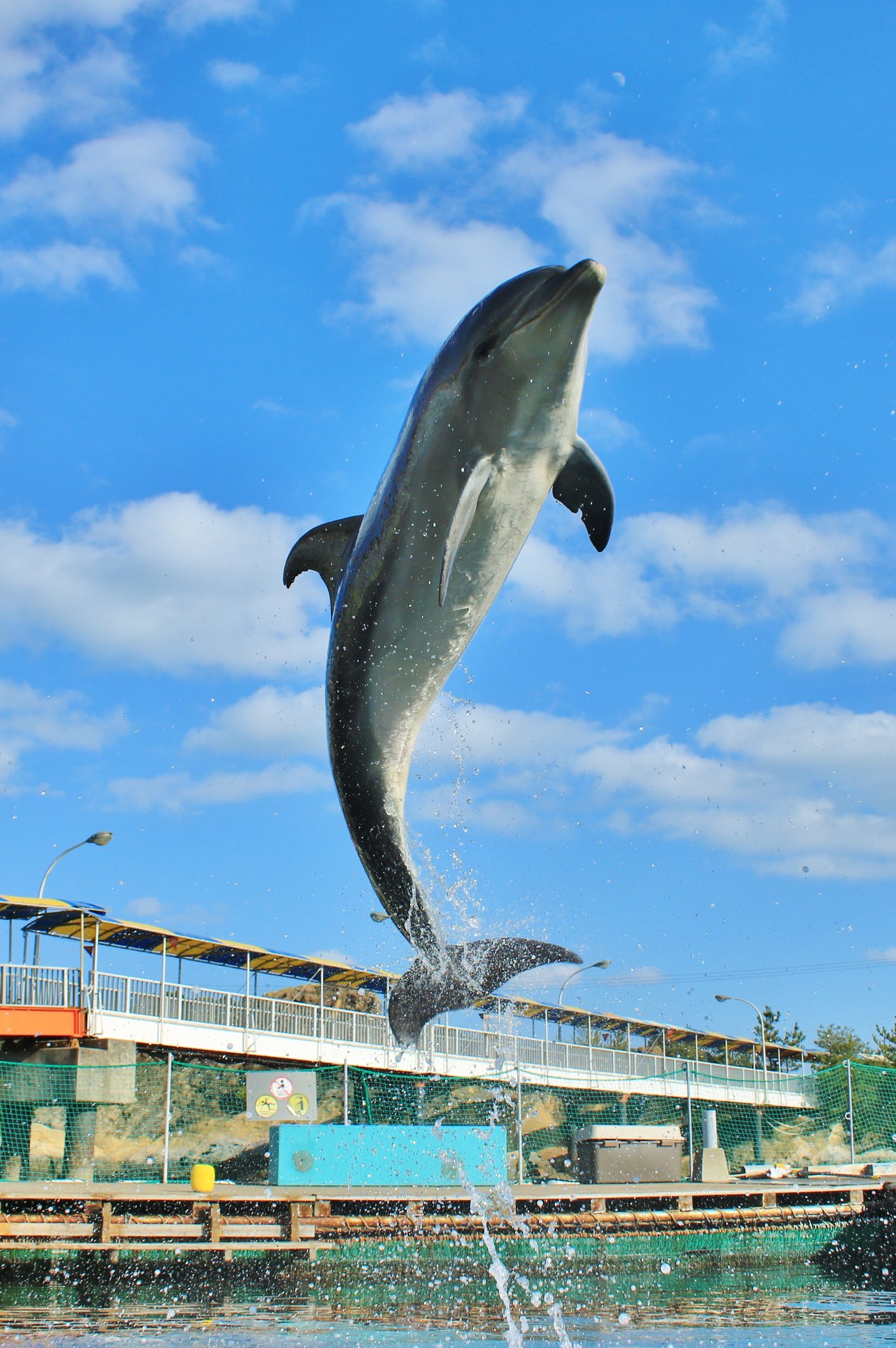 海中水族館シードーナツ 空飛ぶイルカヾ ー ノ 陽ちゃんの渾身のジャンプーーー シードーナツ イルカ ジャンプ T Co Qcrsjjmoee Twitter