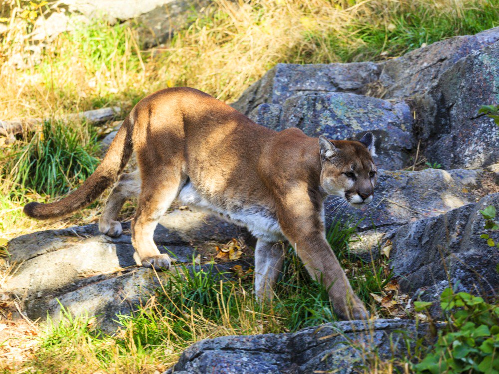 El puma de Norteamérica es declarado oficialmente extinto :( Los humanos seguimos haciendo desaparecer especies de nuestro entorno. Ahora le ha tocado a una de las subespecies de león de montaña: 
muyinteresante.es/naturaleza/art…