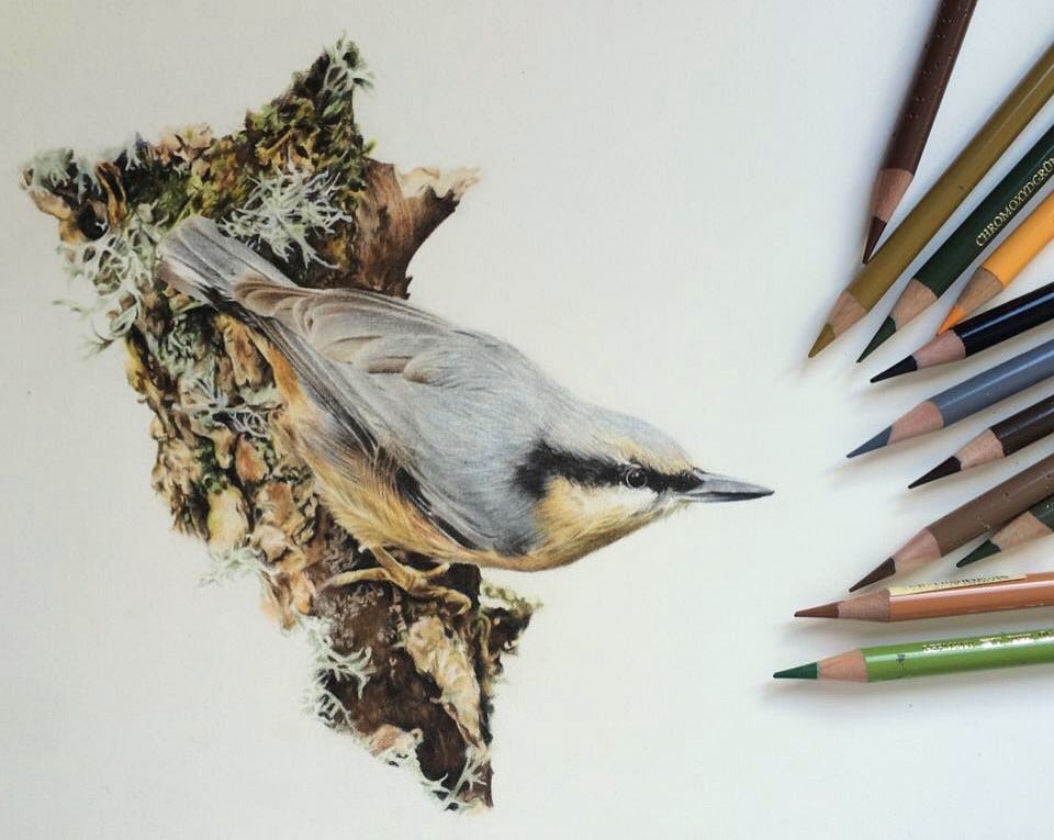_jessicalennox's tweet photo. The first bird I worked on in coloured pencil and still my favourite... the Nuthatch #birdart #wildlifeart #nuthatch #lichen #nature #birder https://t.co/t4fJ6O8VqG