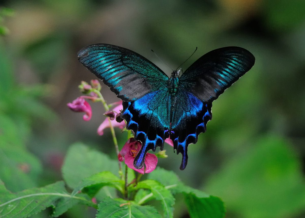 ミヤマカラスアゲハ 】 青緑色に輝く美しいアゲハチョウ。 日本で最も