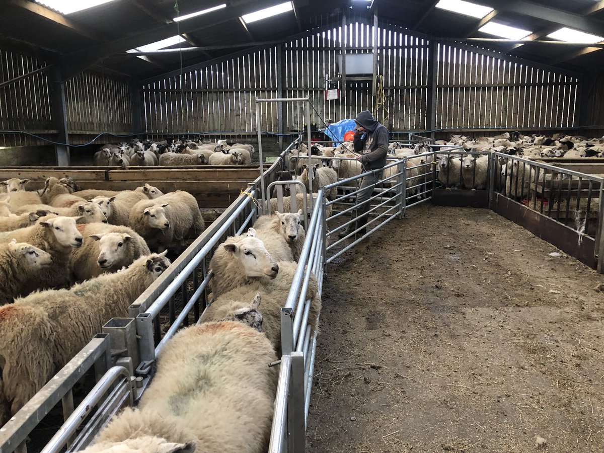 DCStan's tweet photo. Having brought the sheep inside couple of weeks ago. Weβre scanning them this morning. #sheep365 #scanningtime #farmiom #farminglife https://t.co/cFdA3rtVwL