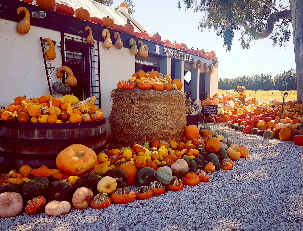 Always enjoy travelling ZA to discover interesting places like the Pampoenstalletjie on Route 62. Checkout Instagram <a href="/ChrisCrossingSA/">Chris Leggatt</a>