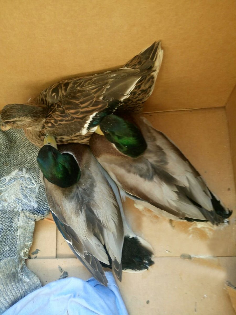 tk_global's tweet image. Фото из архива. В прошлом году перевозили уточек 🐥)

#грузоперевозки
#грузоперевозкиХабаровск
#грузоперевозкиВладивосток
#грузоперевозкиЯкутск
#доставкагруза
#транспортнаякомпания
#транспортнаякомпанияГлобал
#транспортнаякомпанияХабаровск
#ГлобалХабаровск