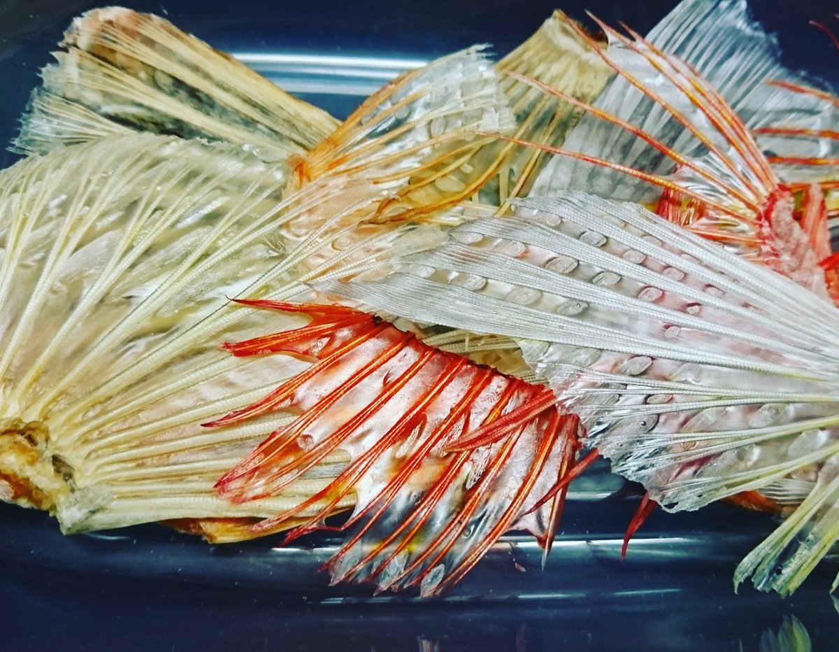 鰭酒 鰭酒