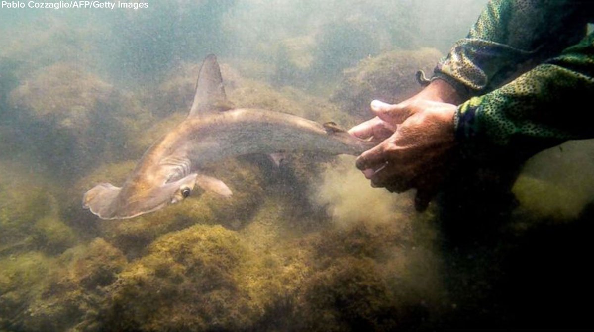 ABC's tweet photo. Biologists discover secret hammerhead shark nursery tucked in the remote archipelago of the Galapagos Islands. https://t.co/sVWre90iVg https://t.co/SZCqO6Yxmg