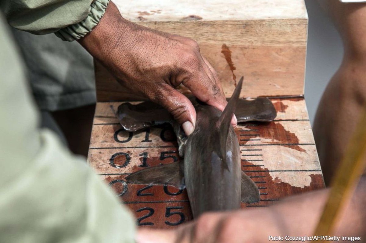 ABC's tweet photo. Biologists discover secret hammerhead shark nursery tucked in the remote archipelago of the Galapagos Islands. https://t.co/sVWre90iVg https://t.co/SZCqO6Yxmg