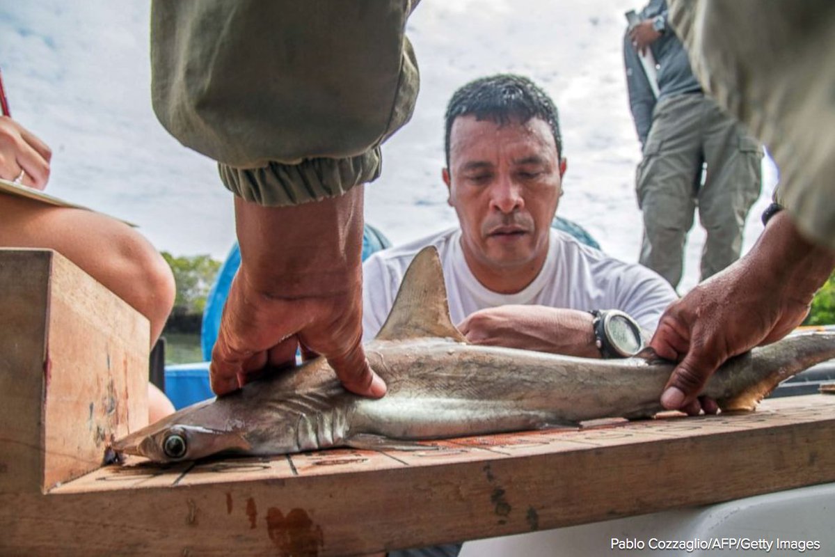 ABC's tweet photo. Biologists discover secret hammerhead shark nursery tucked in the remote archipelago of the Galapagos Islands. https://t.co/sVWre90iVg https://t.co/SZCqO6Yxmg