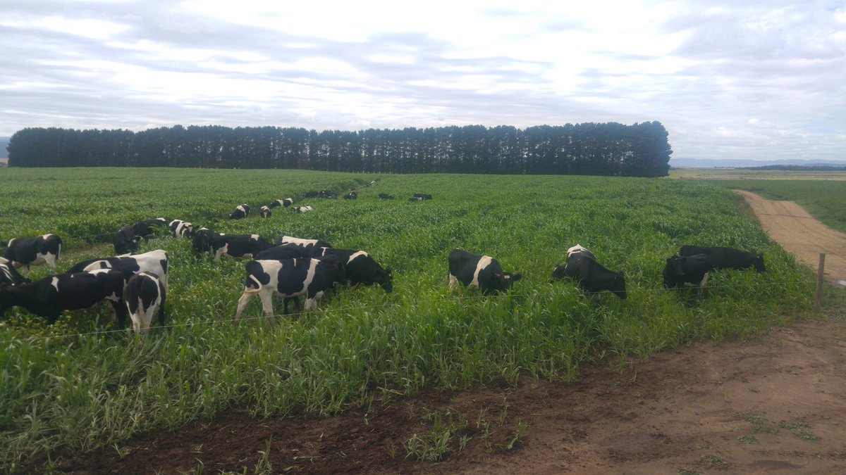 zapzap77's tweet photo. Cows are loving the sorghum #findacow #farmilfe #niletas #agistmentcows #heifers https://t.co/gVNZIW1yMi