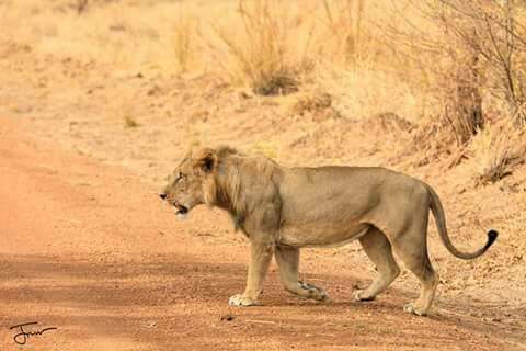 gobenintours's tweet photo. Contact https://t.co/SIHFTjr1RE Tel: +229 96404913 to #Visit #PendjariNationalPark in #Benin #North #Africa #Tanguita #Natitingou it is the #BiggestPark in #WestAfrica... https://t.co/tnD3RFKdsj