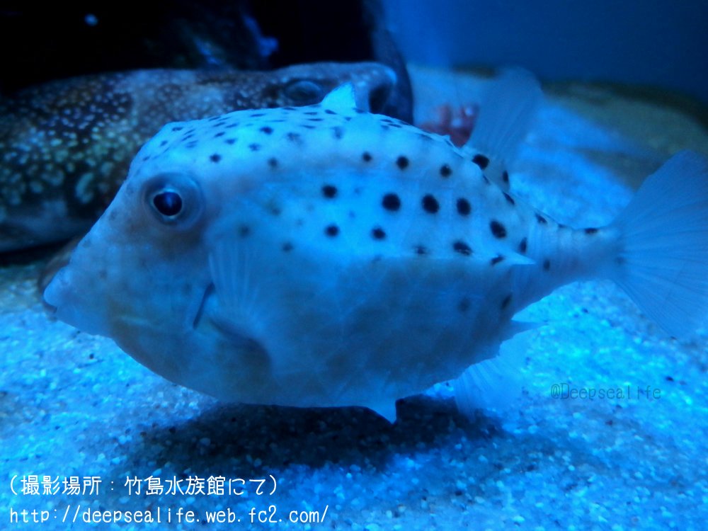 水族館で見られる深海生物bot على تويتر イトマキフグ 深海に生息するフグの仲間 ハコフグと似ているがハコフグ科では無い 皮膚はダイヤ模様のような硬い甲板で覆われている 毒は無いようだが食用には適さないとの事 T Co Ytxjnneesq T Co